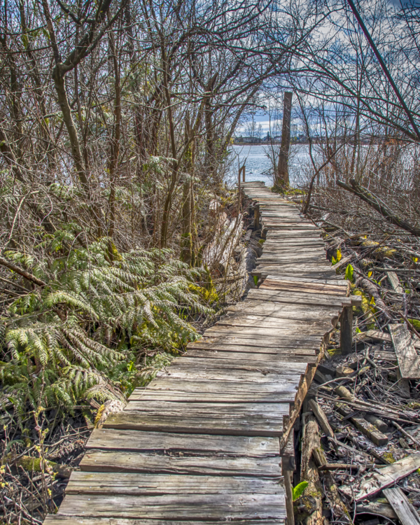 Image shows a wooden walkway leading to the Fraser River. On either side of the walkway, branches and ferns are visible.