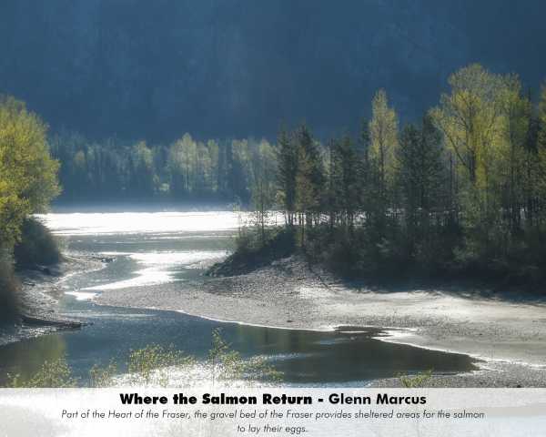 Where the Salmon Return_Glenn Marcus