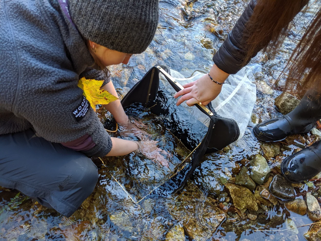 Discovering Aquatic Animals in Cities