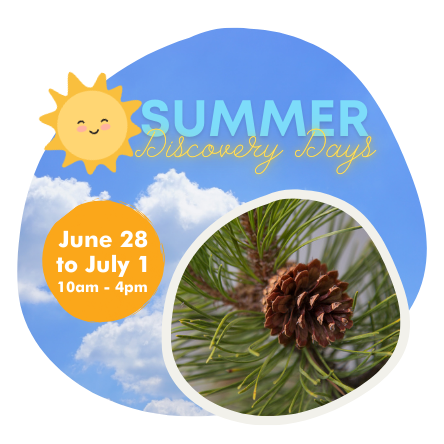 Summer Discovery Days Website