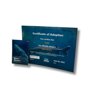 Adopt a Sturgeon (no plush)