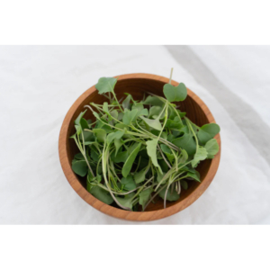 Microgreens Broccoli Organic