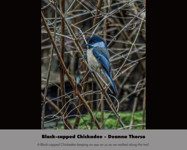 Deanna Thorson - Black-capped Chickadee