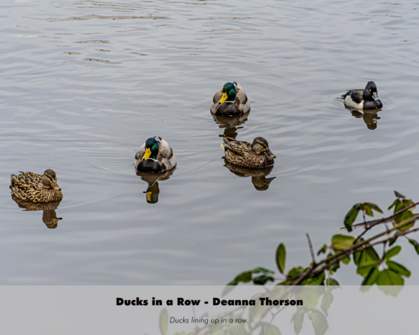 Deanna Thorson - Ducks in a Row