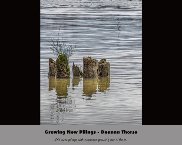 Deanna Thorson - Growing New Pilings