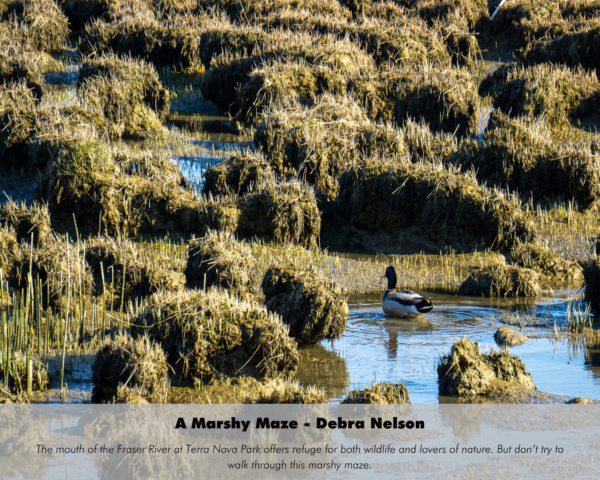 Debra Nelson - A Marshy Maze