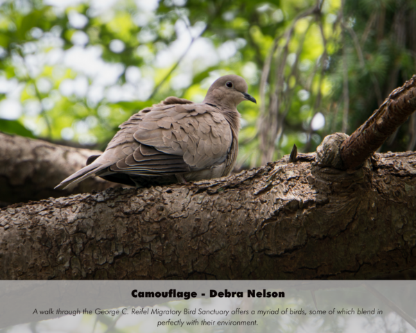 Debra Nelson - Camouflage