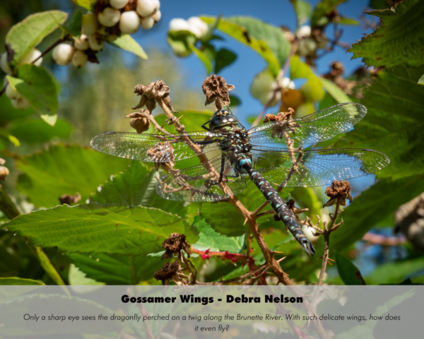 Debra Nelson - Gossamer Wings