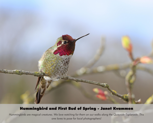 Janet Kvammen - Hummingbird and First Bud of Spring
