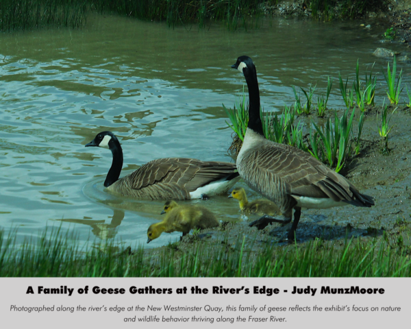 Judy MunzMoore - A Family of Geese Gathers at the River’s Edge