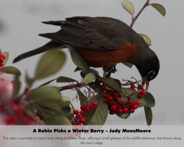Judy MunzMoore - A Robin Picks a Winter Berry